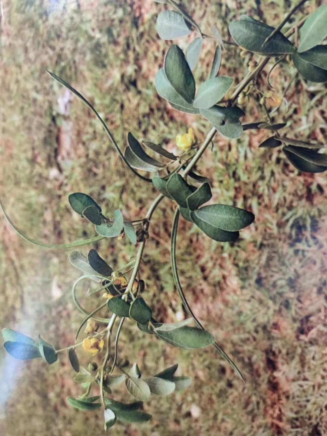 清肝明目、潤腸通便、降壓降膽固醇——決明子